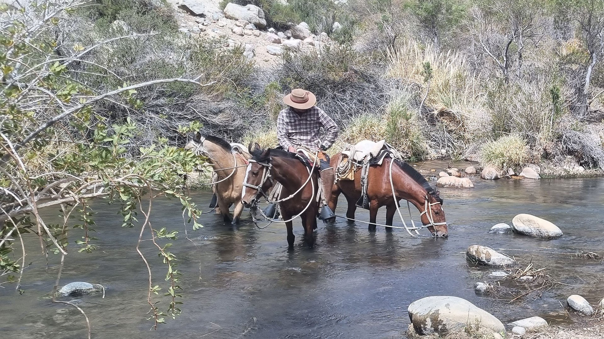 Horses-drinking