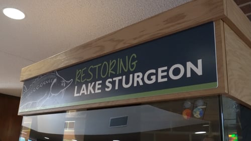 Restoring Lake Sturgeon