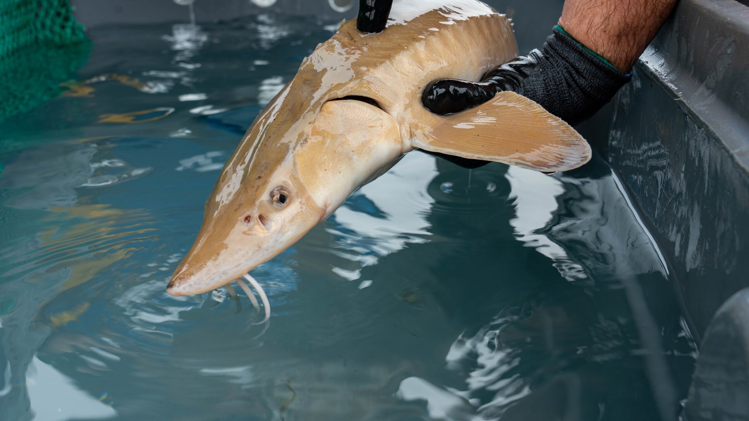 Lake Sturgeon