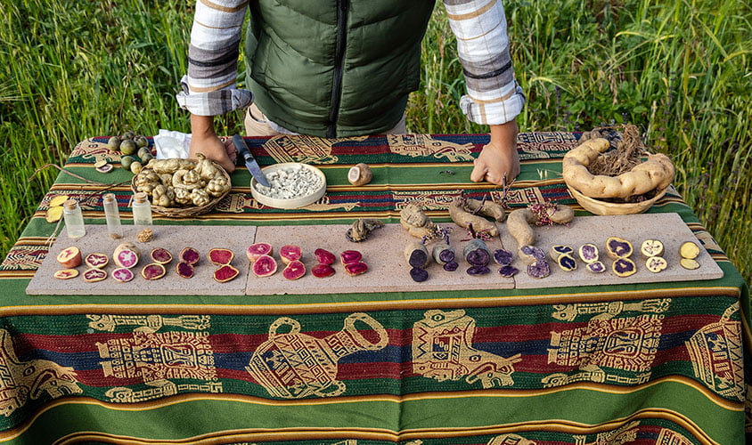 Organic potato farming in the Amazon River Basin